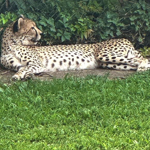 Van's Ladies Dress Size Medium Tan & Brown - Picture 7 of 7